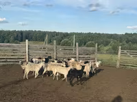 كبش, Edilbay sheep — الصورة 3