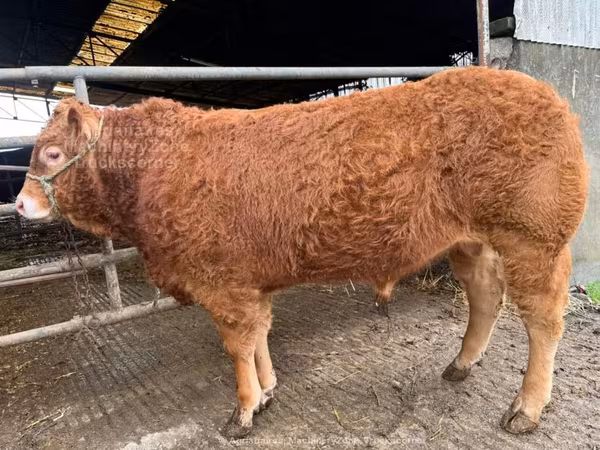 Limousin cow