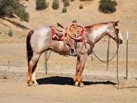 Koń, National Show Horse — zdjęcie 7