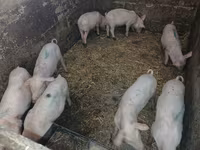 Sow, Pigs — photo 2
