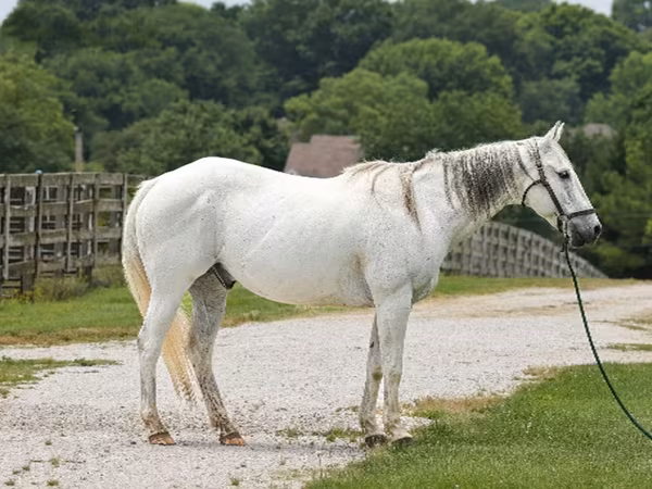 Horse (M), National Show Horse