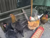 Chickens — zdjęcie 4