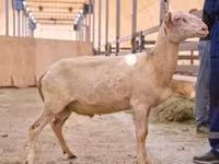 公羊, East Friesian Dairy sheep — 照片 1