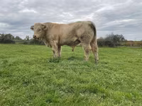 Bull, Charolais cattle — photo 2