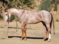 Koń, National Show Horse — zdjęcie 3