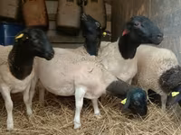 公羊, Dorper sheep — 照片 4
