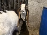 تيس, Kamori goats — الصورة 3