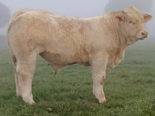 Bull, Charolais cattle — United Kingdom