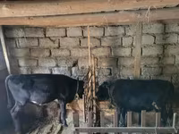Bull, Cattle — photo 1