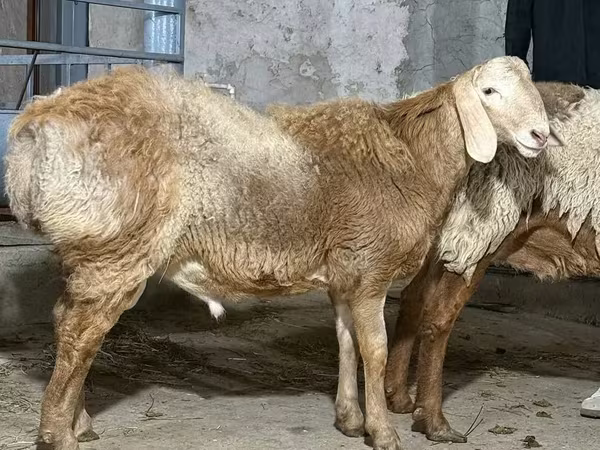 公羊, Sheep