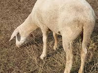 母羊, Merino sheep — 照片 1