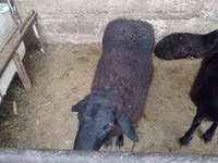 公羊, Sheep — 照片 7