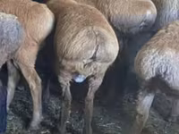 母羊, Sheep — 照片 3