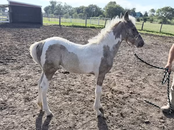 Mare, Pinto horses