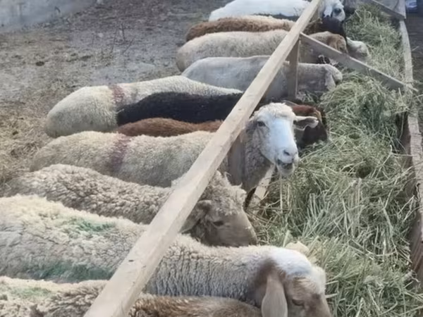 母羊, Sheep