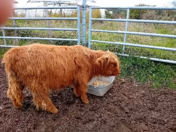 Cow, Highland — United Kingdom