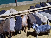 Ram, Sheep — photo 5