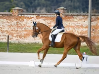 घोड़ा, Friesian sport horse — फ़ोटो 4