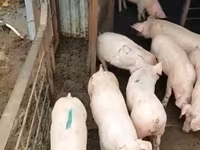 公猪, Pigs — 照片 2