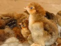 Chickens — फ़ोटो 3
