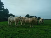 公牛, Charolais cattle — 照片 2