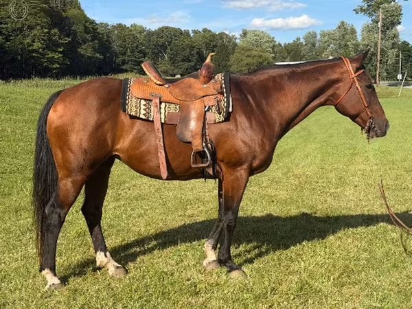 Kobyła, Quarter Horse