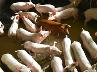 خنزيرة, الخنازير — الصورة 1