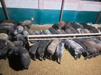 Ram, Sheep — photo 7