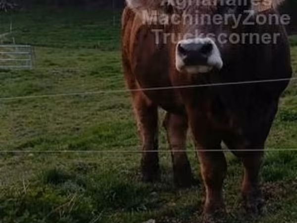 Cattle