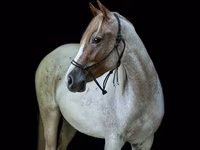 Kobyła, Quarter Horse — zdjęcie 3