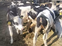 Cow, Cattle — photo 4