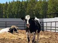 Vaca, Raza Holstein — foto 6