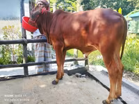 公牛, Cattle — 照片 2