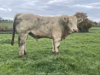 Bull, Charolais cattle — photo 1