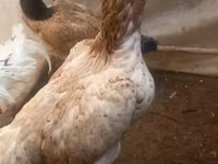Chickens — zdjęcie 2