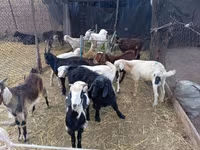 تيس, Pomellata goat — الصورة 3