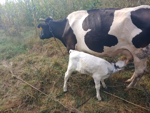 Bull, Holstein breed