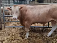 Bull, Cattle — photo 1