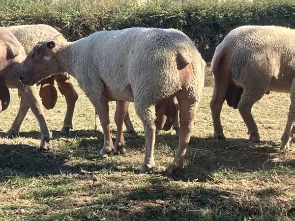 Ram, Charollais sheep — United Kingdom