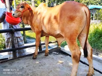 公牛, Cattle — 照片 4