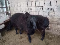 公羊, Sheep — 照片 5