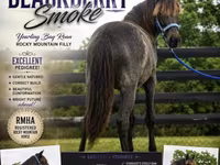 Mare, Rocky Mountain Horse — photo 1