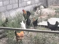 Chickens — zdjęcie 8
