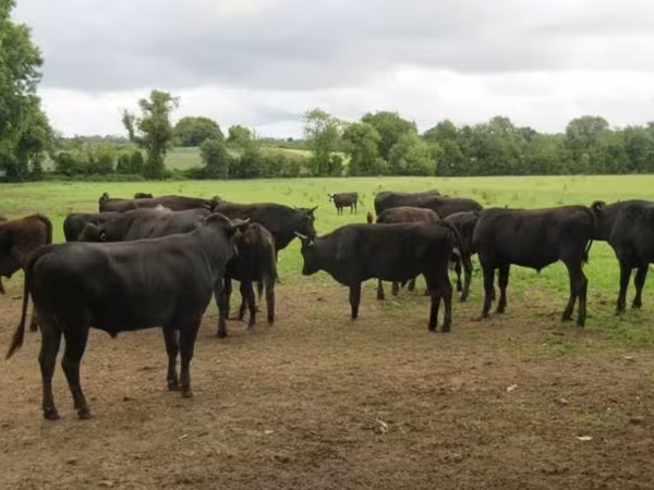 Bull, Wagyu — United Kingdom