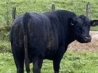公牛, Aberdeen-Angus — 照片 5