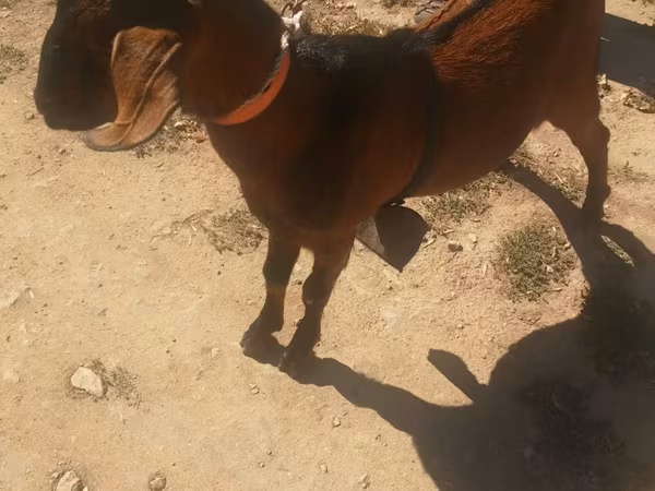 公山羊, Nubian Goat