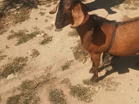 公山羊, Nubian Goat — 照片 3