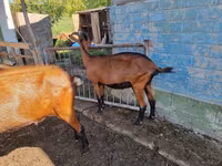 बकरी, Alpine goat — फ़ोटो 3