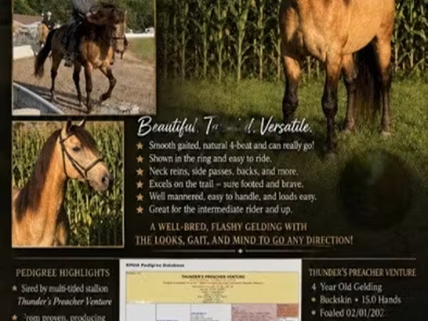 Horse (M), Rocky Mountain Horse