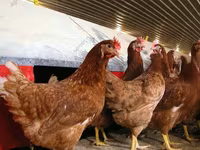 Chickens — फ़ोटो 4